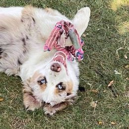 Australian Shepherd Puppies from TK Australian Shepherds