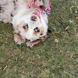 Australian Shepherd Puppies from TK Australian Shepherds