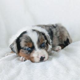 Boy 2 (Black) - Blue merle male Australian Shepherd puppy in Yakima, Washington from Naches Heights Ranch