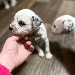 Dalmatian Puppies from A’s Spots & Dots Dalmatians