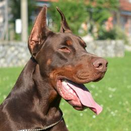 Boss - Doberman Pinscher