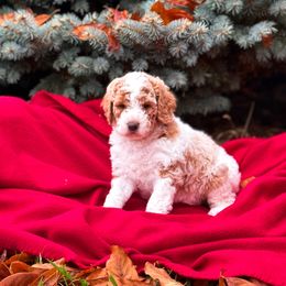 Edmund - Parti male Goldendoodle puppy in Urbana, Illinois from ZaraDoodles