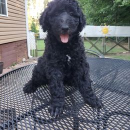 Poodle Puppies from Copper Canyon Standard Poodles