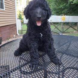 Poodle Puppies from Copper Canyon Standard Poodles