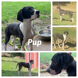 Boy 3 - Mantle Great Dane puppy in Lawrenceburg, Indiana from Jordan Giants