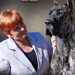 Great Danes from Syvile Great Danes