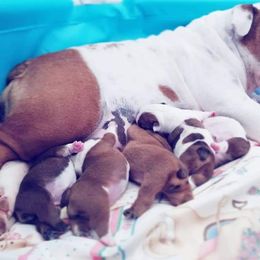 Britches - English Bulldog