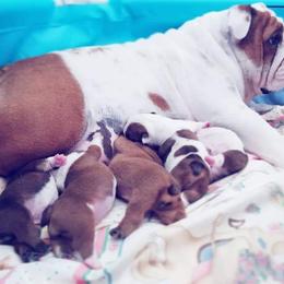 Britches - English Bulldog