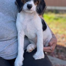 Teddy - Black tri-color male Assorted Doodle Crosses puppy in Moses Lake, Washington from Amani’s Doodles