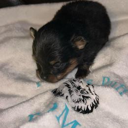 Walnut - Black and tan male Pomeranian puppy in Zavalla, Texas from Precious Puff Poms