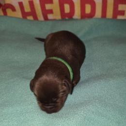 Green collar - Chocolate male Labrador Retriever puppy in Arlington, Washington from Stout's Hunting Labs and trsbullies