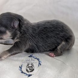 Velvet - Blue and tan female Pomeranian puppy in Fultonville, New York from Sandy Aussies & Pomeranians