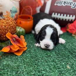 Madonna - Black and white female Bernedoodle puppy in Willacoochee, Georgia from Kitandkboodle's Doodles