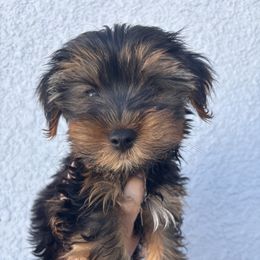 Yorkshire Terrier Puppies from MF_Yorkies