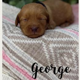 George - Apricot male Australian Labradoodle puppy in Gladstone, Oregon from Beaver State Labradoodles
