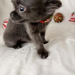 Colt - Blue male Chihuahua puppy in Williamsburg, Virginia from PAWSitive Cheeky Chihuahuas