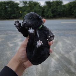 Poodle Puppies from Fluffy Doodle Farms