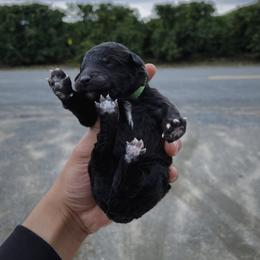 Poodle Puppies from Fluffy Doodle Farms