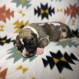 Dallas - Harlequin male Great Dane puppy in Scottsburg, Virginia from Virginia Great Danes