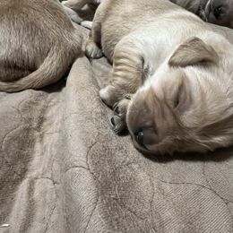 Golden Retriever Puppies from Golden Kiss Retrievers