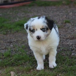 Miniature Australian Shepherd Puppies from Free Spirit Ranch