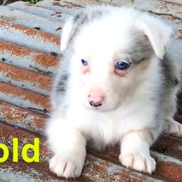 Bloodhound and Border Collie Puppies from Whisenhunt Farms Border Collies