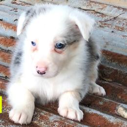 Bloodhound and Border Collie Puppies from Whisenhunt Farms Border Collies