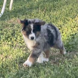 Miniature American Shepherd and Miniature Australian Shepherd Puppies from ShawnMarie Davis