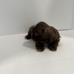 Shih Tzu Puppies from Moore Shih Tzus