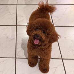 Bao - Poodle
