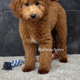 Kiki - Apricot female Goldendoodle puppy in Milford, Indiana from Railway Acres Kennel