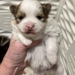 Girl 1 - Tri-colored female Pomeranian puppy in Maplefalls, Washington from Snow peak poms