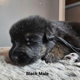 Black - Black and red male German Shepherd puppy in Tony, Wisconsin from Muddy Acres German Shepherds
