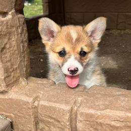 Chili - Red female Pembroke Welsh Corgi puppy in Goldthwaite, Texas from Everlove Pembroke Welsh Corgis