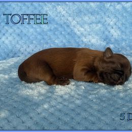 Toffee - Red male Shih Tzu puppy in Yelm, Washington from Lala's All Star Shih Tzu