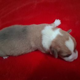 RWMALE - Red male Pembroke Welsh Corgi puppy in Gaffney, South Carolina from Battlefield Kennels