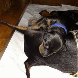 Doberman Pinscher Puppies from Lexa Dobermans