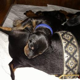 Doberman Pinscher Puppies from Lexa Dobermans