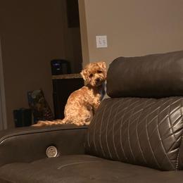 Karter - Maltipoo