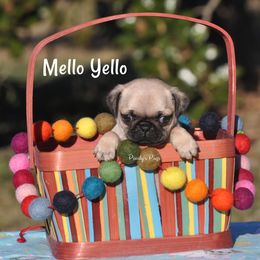 Pug Puppies from Pearly’s Pugs