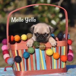 Pug Puppies from Pearly’s Pugs