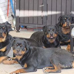 Rottweilers from Von Edlenhaus Rottweilers