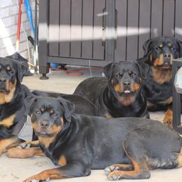 Rottweilers from Von Edlenhaus Rottweilers