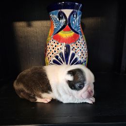 Scooter Girl - Black and white Boston Terrier puppy in Casa Grande, Arizona from Arizona's Once Upon A Boston and Poodle ❤️