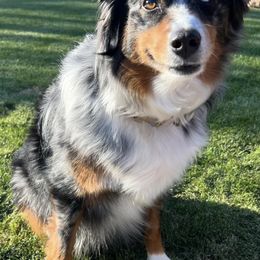 Miniature Australian Shepherds from Billings Family Mini Aussies