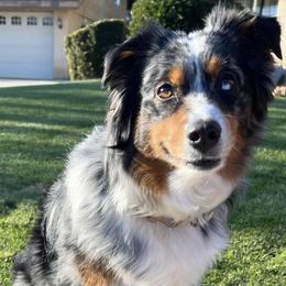 Miniature Australian Shepherds from Billings Family Mini Aussies