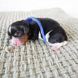 Blue Boy - Tri-color male Cavalier King Charles Spaniel puppy in Nampa, Idaho from Heart Mountain Cavaliers & Floating Feathers Kennel