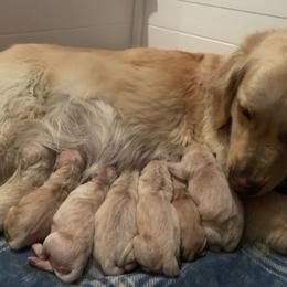 Girl 1 - Light golden female Golden Retriever puppy in Turner, Maine from Bear Pond Retrievers
