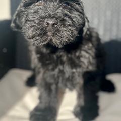 Cavapoo and Whoodle Puppies from Perfect Pawzabilities