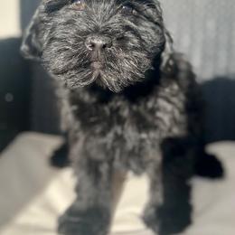 Cavapoo and Whoodle Puppies from Perfect Pawzabilities